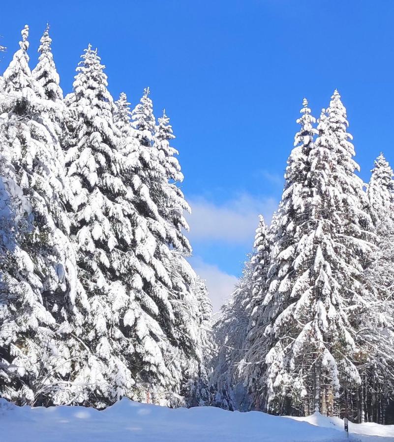 Ferienwohnung Vogelnest Im Schwarzwald Baiersbronn Dış mekan fotoğraf