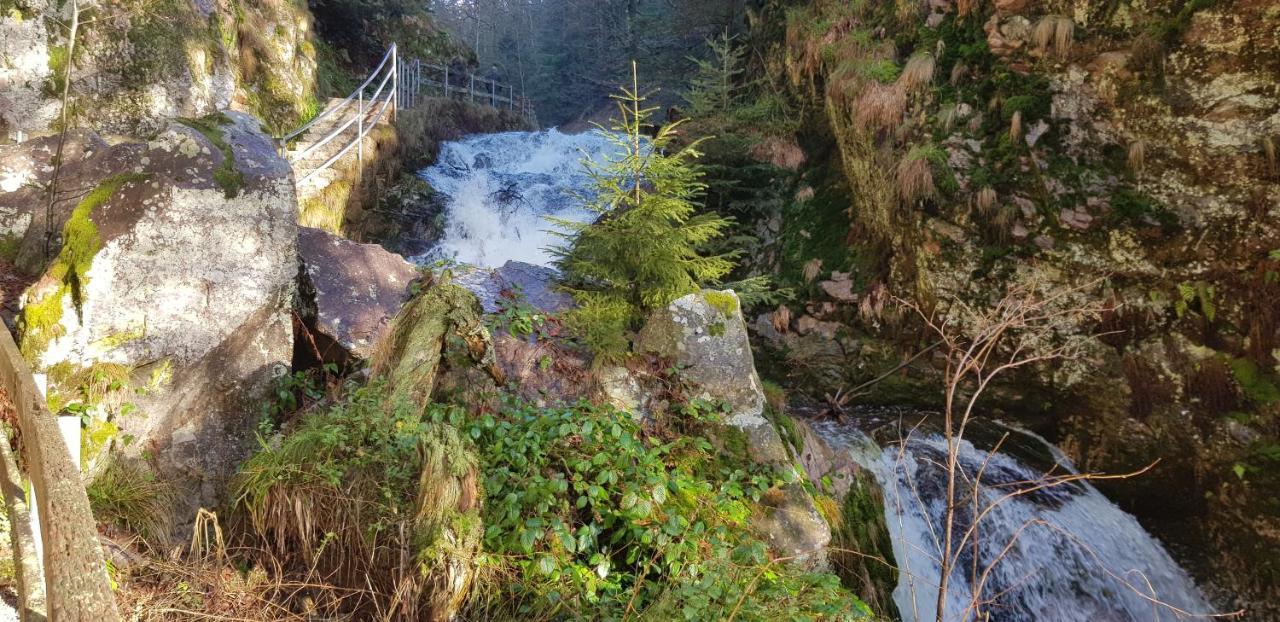 Ferienwohnung Vogelnest Im Schwarzwald Baiersbronn Dış mekan fotoğraf